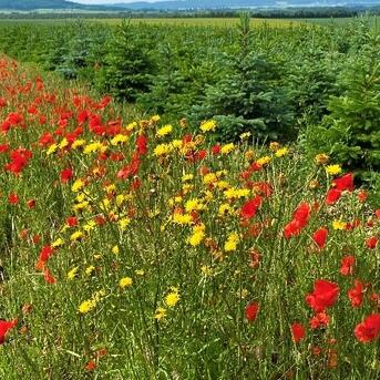 Wetter bislang ideal für Weihnachtsbäume