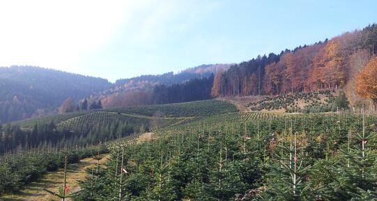 Forstbetrieb Gutzweiler