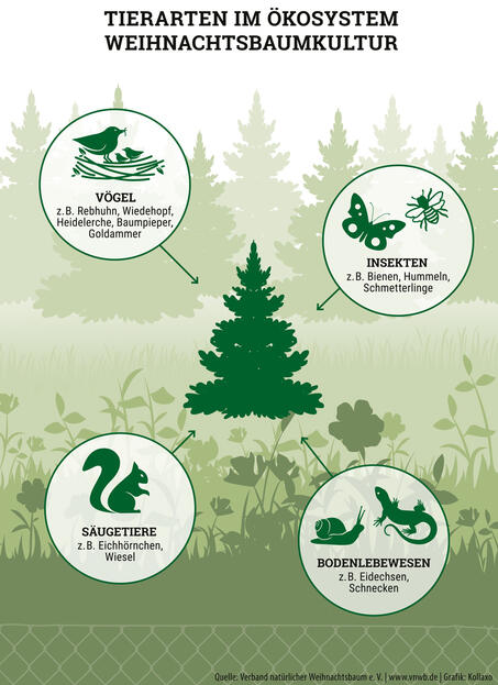 Lebensraum Weihnachtsbaum