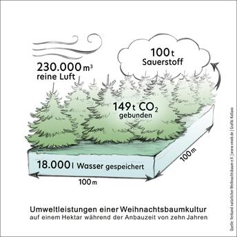 Natürliche Weihnachtsbäume sind klimafreundlich
