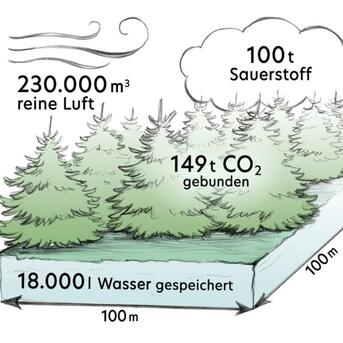 Der Umwelt zuliebe: Klimaneutrale Weihnachtsbäume