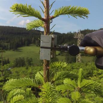 Einladung Feldtag 29.07.2018 Terminaltriebregulierung