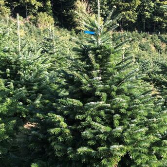 Weihnachtsbaumverkauf bleibt zulässig