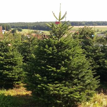 Die 5 wichtigsten Kauf- und Pflegetipps 