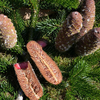 Wissenswertes rund um den Weihnachtsbaum