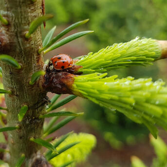 Ein natürlicher Weihnachtsbaum sorgt für Artenvielfalt