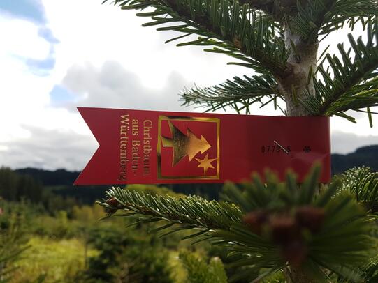 Weihnachtsbaum aus Baden Württemberg