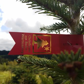 Mehr regionale Bäume nachgefragt