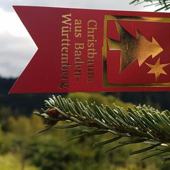 Christbaumverkauf startet trotz Corona