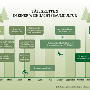 Ein Weihnachtsbaum kostet kaum mehr als ein Blumenstrauß